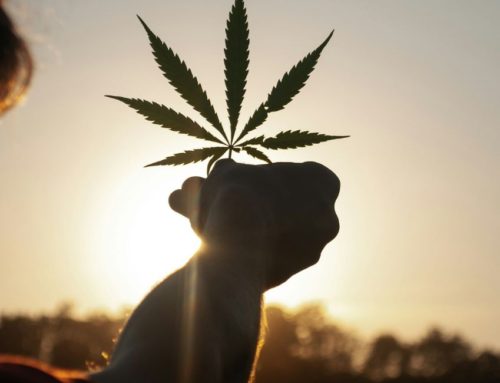 Germany decriminalized cannabis: why the UK should consider doing the same